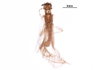  ( - BIOUG05823-A07)  @11 [ ] CreativeCommons - Attribution (2018) CBG Photography Group Centre for Biodiversity Genomics