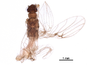  ( - BIOUG05823-A12)  @11 [ ] CreativeCommons - Attribution (2018) CBG Photography Group Centre for Biodiversity Genomics