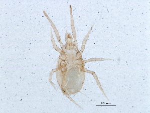  (Amblyseius sp. JCS22 - BIOUG09645-E06)  @13 [ ] CreativeCommons - Attribution (2014) CBG Photography Group Centre for Biodiversity Genomics