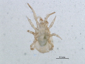  (Amblyseius sp. JCS24 - BIOUG09645-F08)  @13 [ ] CreativeCommons - Attribution (2014) CBG Photography Group Centre for Biodiversity Genomics