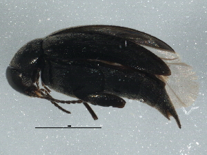  ( - BIOUG02747-G05)  @13 [ ] CreativeCommons - Attribution (2013) CBG Photography Group Centre for Biodiversity Genomics