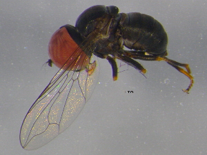  ( - BIOUG03135-G02)  @12 [ ] CreativeCommons - Attribution (2012) CBG Photography Group Centre for Biodiversity Genomics