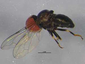  ( - BIOUG03135-G11)  @12 [ ] CreativeCommons - Attribution (2012) CBG Photography Group Centre for Biodiversity Genomics