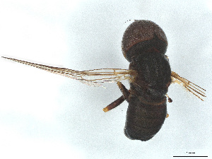  ( - BIOUG03142-A10)  @11 [ ] CreativeCommons - Attribution (2025) CBG Photography Group Centre for Biodiversity Genomics