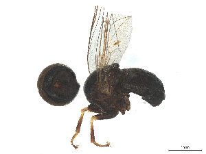  ( - BIOUG03142-B05)  @11 [ ] CreativeCommons - Attribution (2025) CBG Photography Group Centre for Biodiversity Genomics