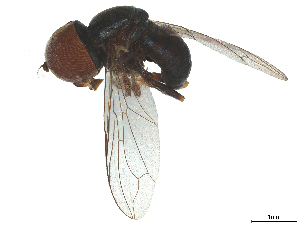  ( - BIOUG03142-B06)  @11 [ ] CreativeCommons - Attribution (2025) CBG Photography Group Centre for Biodiversity Genomics