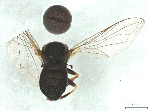  ( - BIOUG03142-C11)  @11 [ ] CreativeCommons - Attribution (2025) CBG Photography Group Centre for Biodiversity Genomics