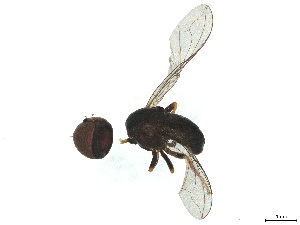  ( - BIOUG03142-C12)  @11 [ ] CreativeCommons - Attribution (2025) CBG Photography Group Centre for Biodiversity Genomics