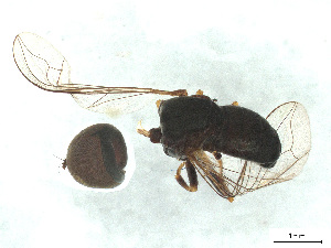  ( - BIOUG03142-D03)  @11 [ ] CreativeCommons - Attribution (2025) CBG Photography Group Centre for Biodiversity Genomics