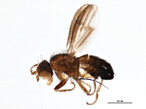  (Trixoscelis fumipennis - BIOUG03144-D06)  @14 [ ] CreativeCommons - Attribution (2013) CBG Photography Group Centre for Biodiversity Genomics