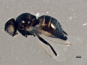  (Pseudonapomyza lacteipennis - BIOUG03410-F04)  @13 [ ] CreativeCommons - Attribution (2013) CBG Photography Group Centre for Biodiversity Genomics