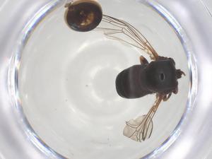  ( - BIOUG06459-F03)  @11 [ ] CreativeCommons - Attribution Share - Alike (2025) Centre for Biodiversity Genomics Centre for Biodiversity Genomics