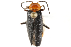  (Cantharis aneba - BIOUG20719-A08)  @14 [ ] CreativeCommons - Attribution (2015) CBG Photography Group Centre for Biodiversity Genomics