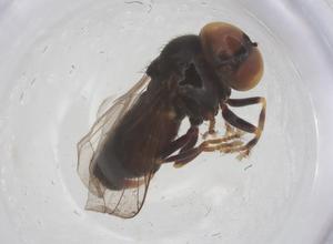  ( - BIOUG21094-A11)  @11 [ ] CreativeCommons - Attribution Share - Alike (2025) Centre for Biodiversity Genomics Centre for Biodiversity Genomics