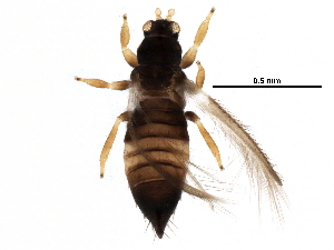  (Sericothrips - BIOUG21332-G05)  @15 [ ] CreativeCommons - Attribution (2016) CBG Photography Group Centre for Biodiversity Genomics