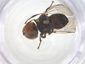  ( - BIOUG21638-A02)  @11 [ ] CreativeCommons - Attribution Share - Alike (2025) Centre for Biodiversity Genomics Centre for Biodiversity Genomics