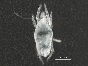  (Stigmaeidae - BIOUG21780-A07)  @14 [ ] CreativeCommons - Attribution (2015) CBG Photography Group Centre for Biodiversity Genomics