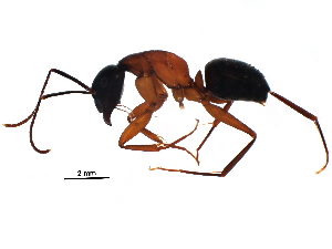  (Camponotus vicinus - BIOUG18034-E03)  @15 [ ] CreativeCommons - Attribution (2016) CBG Photography Group Centre for Biodiversity Genomics