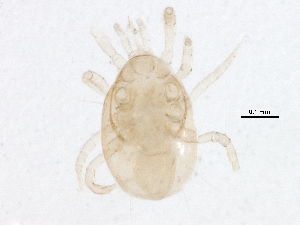  (Proprioseiopsis sp. JCS29 - BIOUG18036-C11)  @14 [ ] CreativeCommons - Attribution (2015) CBG Photography Group Centre for Biodiversity Genomics