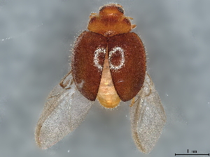  ( - BIOUG18361-A04)  @11 [ ] CreativeCommons - Attribution (2022) CBG Photography Group Centre for Biodiversity Genomics