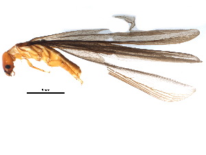  ( - BIOUG18506-C06)  @12 [ ] CreativeCommons - Attribution (2015) CBG Photography Group Centre for Biodiversity Genomics