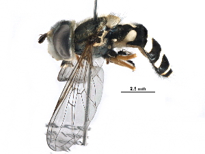  ( - BIOUG18365-C04)  @13 [ ] CreativeCommons - Attribution (2016) CBG Photography Group Centre for Biodiversity Genomics