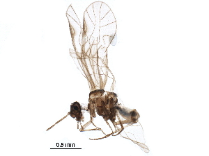  (Mesopsocus sp. 1EM&KJ - BIOUG18753-A04)  @11 [ ] CreativeCommons - Attribution (2016) CBG Photography Group Centre for Biodiversity Genomics