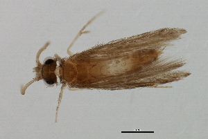  (Hydroptila cochlearis - 09NJAU-110)  @11 [ ] CreativeCommons - Attribution (2009) CBG Photography Group Centre for Biodiversity Genomics