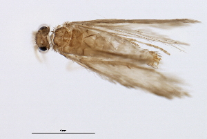  (Hydroptila LZ n. sp. 1 - 09NJAU-138)  @11 [ ] CreativeCommons - Attribution (2009) CBG Photography Group Centre for Biodiversity Genomics