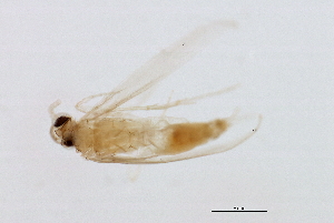  (Orthotrichia LZ n. sp. 1 - 09NJAU-156)  @11 [ ] CreativeCommons - Attribution (2009) CBG Photography Group Centre for Biodiversity Genomics