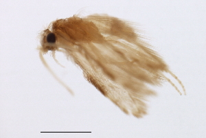  (Hydroptila LZ n. sp. 2 - 09NJAU-139)  @11 [ ] CreativeCommons - Attribution (2009) CBG Photography Group Centre for Biodiversity Genomics