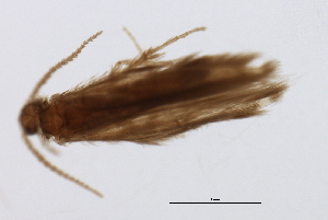  (Hydroptila LZ n. sp. 3 - 09NJAU-141)  @11 [ ] CreativeCommons - Attribution (2009) CBG Photography Group Centre for Biodiversity Genomics
