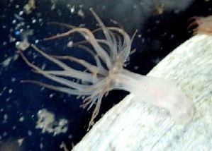  (Haliplanellidae - CCDB-25433-D01)  @11 [ ] CreativeCommons - Attribution Non-Commercial Share-Alike (2016) Peter J. Bryant University of California, Irvine