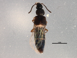  (Atheta caribou - BIOUG16790-B01)  @14 [ ] CreativeCommons - Attribution (2015) CBG Photography Group Centre for Biodiversity Genomics