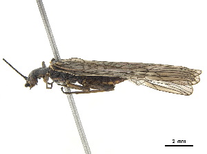  ( - BIOUG16746-G08)  @11 [ ] CreativeCommons - Attribution (2018) CBG Photography Group Centre for Biodiversity Genomics