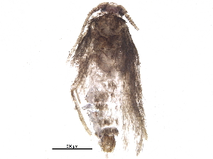  ( - BIOUG16878-E05)  @12 [ ] CreativeCommons - Attribution (2015) CBG Photography Group Centre for Biodiversity Genomics