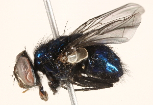  ( - BIOUG16845-C06)  @12 [ ] CreativeCommons - Attribution (2015) CBG Photography Group Centre for Biodiversity Genomics