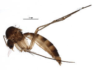  (Rymosia lacki - BIOUG16906-F12)  @14 [ ] CreativeCommons - Attribution (2015) CBG Photography Group Centre for Biodiversity Genomics