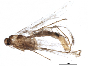  ( - BIOUG16944-A01)  @12 [ ] CreativeCommons - Attribution (2015) CBG Photography Group Centre for Biodiversity Genomics