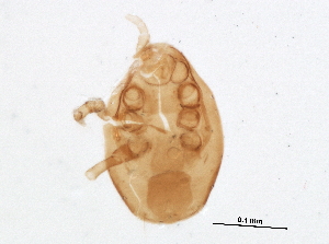  (Amblyseius sp. JCS33 - BIOUG16944-A09)  @12 [ ] CreativeCommons - Attribution (2015) CBG Photography Group Centre for Biodiversity Genomics