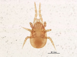  (Amblyseius sp. JCS31 - BIOUG16944-A10)  @13 [ ] CreativeCommons - Attribution (2015) CBG Photography Group Centre for Biodiversity Genomics