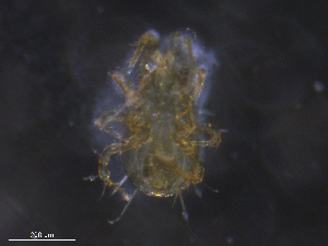  ( - BIOUG16944-B05)  @11 [ ] CreativeCommons - Attribution (2019) CBG Photography Group Centre for Biodiversity Genomics