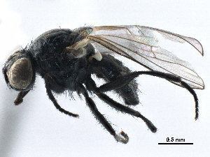  ( - BIOUG16879-E01)  @11 [ ] CreativeCommons - Attribution (2017) CBG Photography Group Centre for Biodiversity Genomics