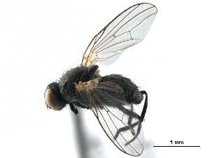  ( - BIOUG16879-F02)  @11 [ ] CreativeCommons - Attribution (2017) CBG Photography Group Centre for Biodiversity Genomics