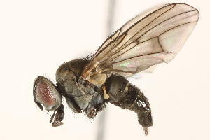  ( - BIOUG16879-H10)  @14 [ ] CreativeCommons - Attribution (2015) CBG Photography Group Centre for Biodiversity Genomics