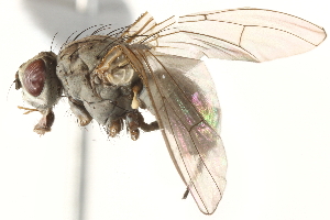  ( - BIOUG16992-C12)  @11 [ ] CreativeCommons - Attribution (2015) CBG Photography Group Centre for Biodiversity Genomics