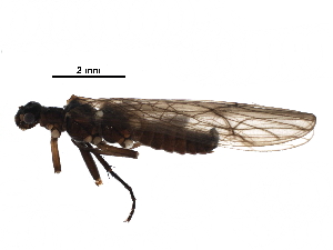  (Nemoura n. sp. IVNP1 - BIOUG16992-E07)  @14 [ ] CreativeCommons - Attribution (2016) CBG Photography Group Centre for Biodiversity Genomics