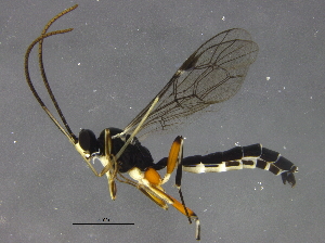  ( - BIOUG16992-E12)  @13 [ ] CreativeCommons - Attribution (2015) CBG Photography Group Centre for Biodiversity Genomics