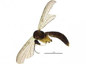  (Sciophila JKJ-spC - BIOUG17183-C05)  @13 [ ] CreativeCommons - Attribution (2015) CBG Photography Group Centre for Biodiversity Genomics