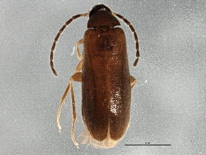  ( - BIOUG03051-G11)  @13 [ ] CreativeCommons - Attribution (2013) CBG Photography Group Centre for Biodiversity Genomics